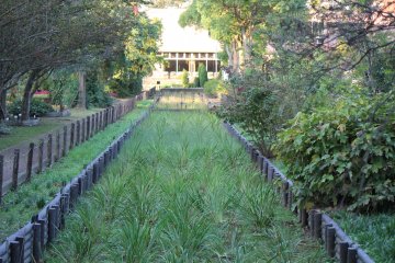<p>สวนไอริสญี่ปุ่นจะงดงามมากในเดือนมิถุนายน</p>