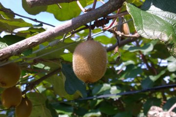 <p>Kiwis too! They are great, but not nearly as good as the wild ones.</p>