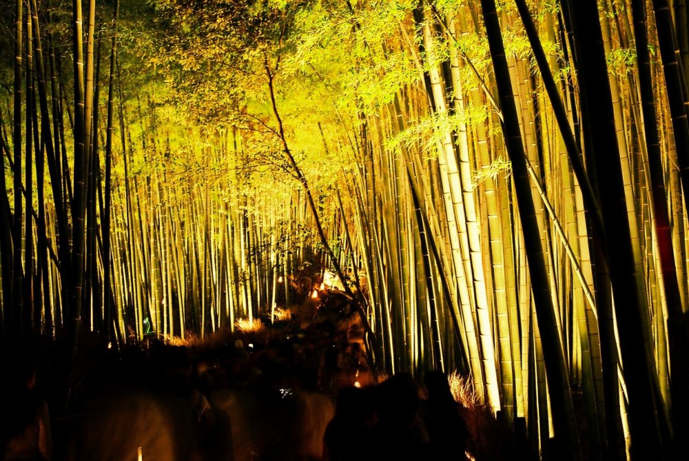 Saya tidak pernah melihat banyak orang bergerombol di sepanjang jalur di hutan bambu Sagano di malam hari