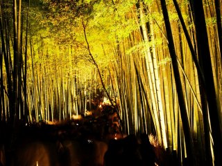 Saya tidak pernah melihat banyak orang bergerombol di sepanjang jalur di hutan bambu Sagano di malam hari