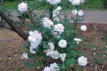 Rosa chinensis alba: Sp