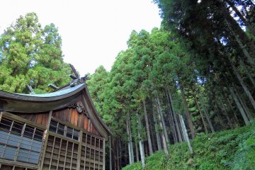 <p>Main prayer hall with tall cedar trees towering over it</p>