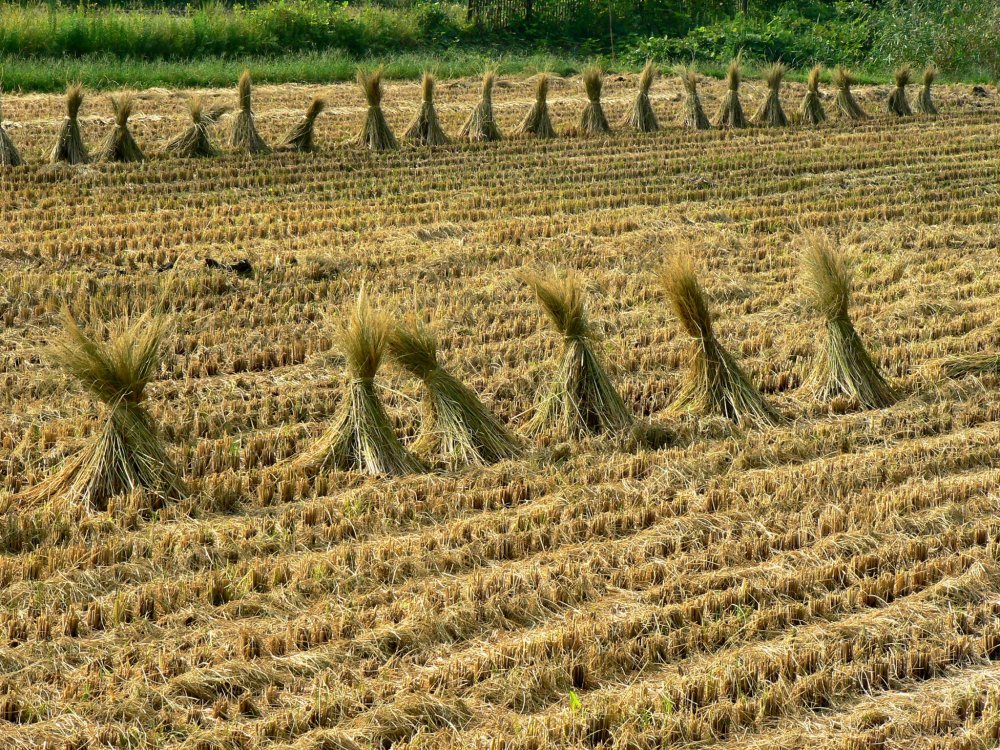 Bundles of rice straw in a harvested field