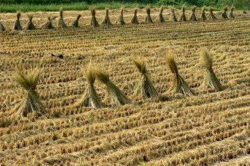 <p>Bundles of rice straw in a harvested field</p>