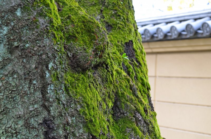 <p>Moss green trees in harmony with the old Japanese architecture</p>