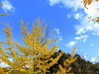 Yellow gingko trees reaching high into the blue sky