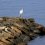 Thế giới chim chóc ở hồ Biwa