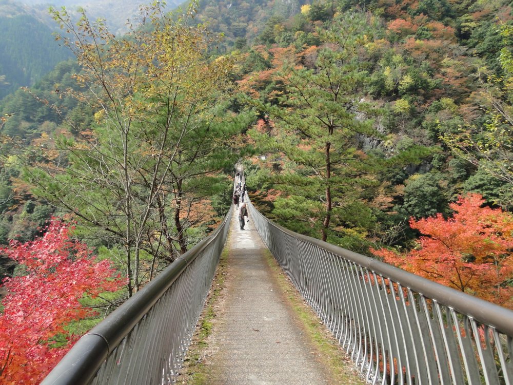 The suspension bridge crosses a foliage-filled gorge