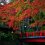 ใบไม้เปลี่ยนสีที่ริมฝั่งแม่น้ำ Shuzenji 