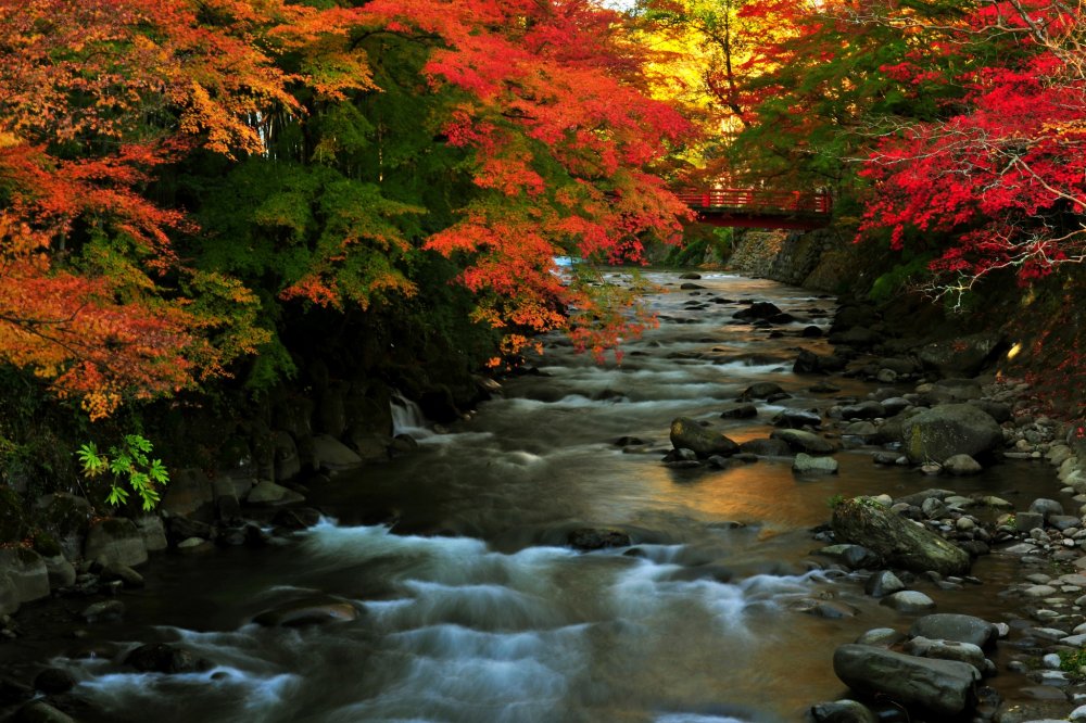 The river flows through a tunnel of autumn leaves!