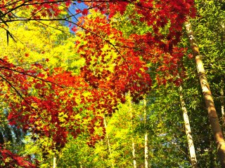 Как и ожидалось, бамбуковая тропинка. Молодая листва в сочетании с красными листьями также превосходна.