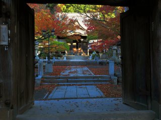 Gerbang pintu masuk Kuil Shuzenji dan jalan kecil menuju aula utama. Daun-daun yang berguguran berserakan di tanah karena hujan besar dan angin kencang di hari sebelumnya.