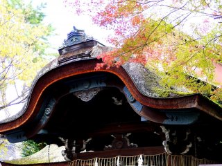 Pink-toned maple leaves with the with the beautiful roof shape of the shrine&#39;s main hall in the background