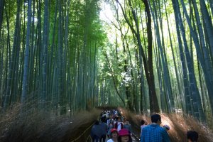 เส้นทางสายป่าไผ่แห่งอราชิยาม่า (Arashiyama Bamboo Groves) เส้นทางสายร่มเย็นที่ปกคลุมไปด้วยต้นไผ่สูงเสียดฟ้านี้มีความยาวกว่า 3 กม. เราสามารถสัมผัสความร่มรืน สูดกลิ่นไผ่และอากาศบริสุทธิ์ แล้วเข้าถึงความสงบแห่งจิตใจได้เป็นอย่างดีทีเดียว