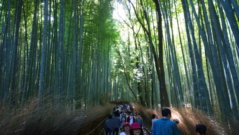 <p>เส้นทางสายป่าไผ่แห่งอราชิยาม่า (Arashiyama Bamboo Groves) เส้นทางสายร่มเย็นที่ปกคลุมไปด้วยต้นไผ่สูงเสียดฟ้านี้มีความยาวกว่า 3 กม. เราสามารถสัมผัสความร่มรืน สูดกลิ่นไผ่และอากาศบริสุทธิ์ แล้วเข้าถึงความสงบแห่งจิตใจได้เป็นอย่างดีทีเดียว</p>