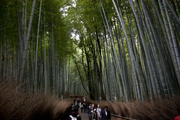 <p>เส้นทางสายป่าไผ่แห่งอราชิยาม่า (Arashiyama Bamboo Groves) เป็นอีกหนึ่งแหล่งท่องเที่ยวยอดนิยมของอราชิยาม่าที่หลายคนรู้จักกันเป็นอย่างดี</p>