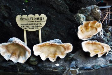 <p>Beside the shrine some gigantic oyster shells were on display</p>