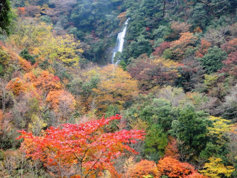 <p>A distant view of the falls framed by autumn foliage</p>