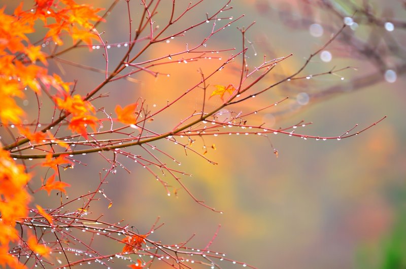 <p>葉の落ちた裸の枝に雨露が光る</p>