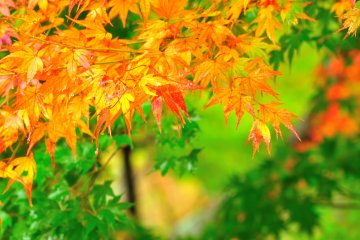 <p>Looking around, I found brilliant leaves looking as though they were newly painted in orange</p>