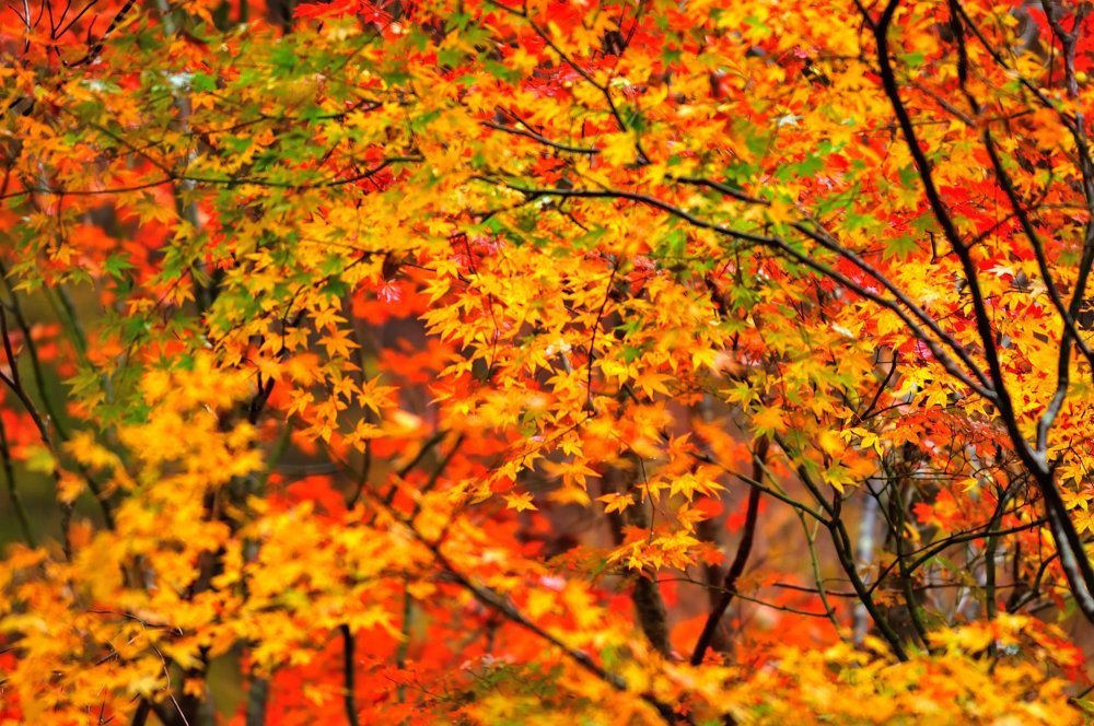 賑やかな紅葉が短い秋を彩る