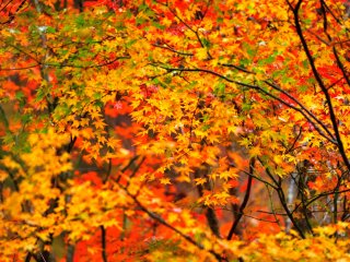 賑やかな紅葉が短い秋を彩る