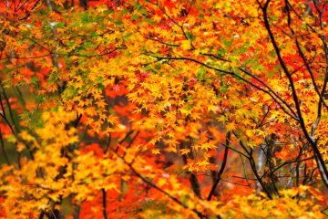 <p>賑やかな紅葉が短い秋を彩る</p>