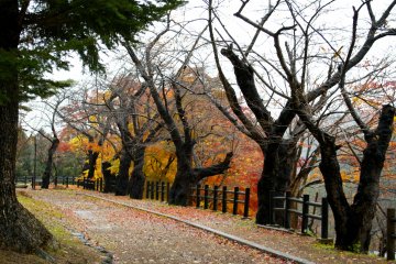 <p>Парк Ёкотэ снятый в ноябре</p>