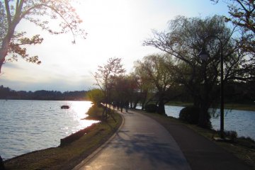 The bike/jogging path at Lake Senba, surrounded by willows