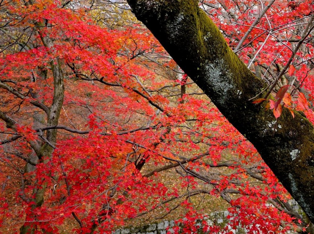 A thick mossy branch against a glorious background of red maple leaves
