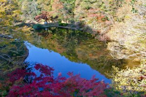 A birdseye&nbsp;view of the duck pond from Izumi&nbsp;Nature Bridge