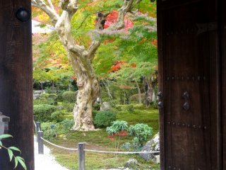 Một quang cảnh khi nhìn qua cánh cửa gỗ của ngôi đền vào khu vườn bên trong