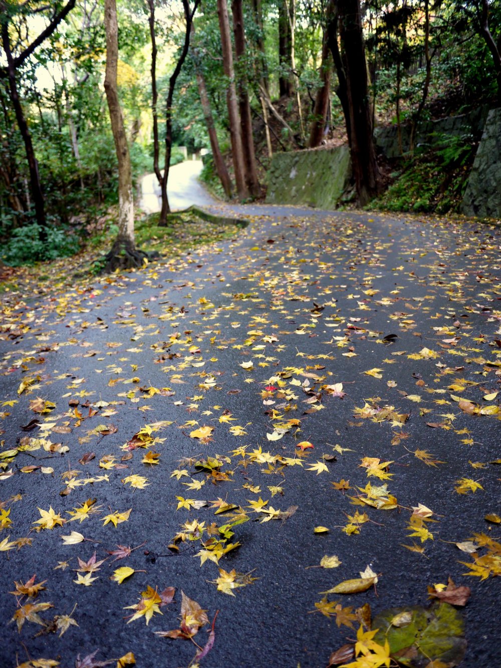 Wet maple leaves on the road &nbsp;