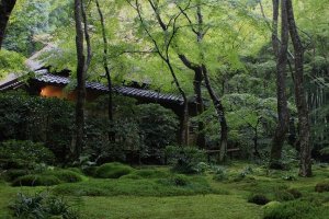 祇王寺の美しい青苔の庭園