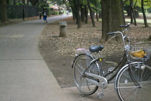 Tại sao không thử đạp xe trong công viên vào một ngày nắng đẹp?