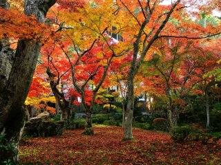 Lá rụng trông như một tấm thảm dưới những tán cây của 'Khu vườn Jyu-gyu (có nghĩa là 10 con bò đực)'