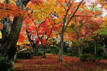 <p>Fallen leaves spreading like a carpet under the trees of &#39;Garden of Jyu-gyu (which means ten oxen)&#39;</p>