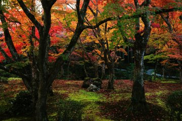 <p>Since this temple is shadowed by the hills of eastern Kyoto, it takes more time for sunshine to reach this garden</p>