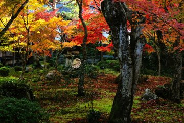 <p>At the center of the Garden of Jyu-gyu, there were fewer fallen leaves on the ground than on other places in the garden</p>
