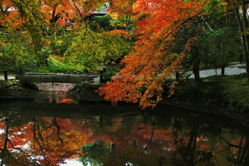 <p>Maple leaves hanging over Seiryuchi Pond as though they were living creatures attacking the pond!</p>