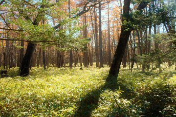 <p>A hike from lake Yunoko to Ryūzu Falls will take about 2 and half hours.</p>