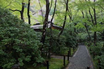 <p>Mt. Ogura is famous for its autumn leaves, but that&#39;s not all you&#39;ll find. The area is full of lush greenery&nbsp;</p>