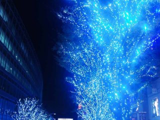 Ribuan lampu LED berwarna biru menyelimuti pepohonan di pinggir jalan