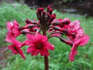 프림로즈의 일종인 쿠린소는 이곳에서 발견되는 사랑스러운 늦봄 꽃들 중 하나이다.