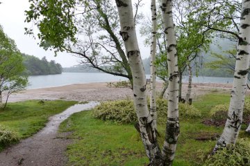 White birch on the shore.