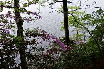 Purple pink flowers and whitish pink flowers swayed in the gentle breeze. 
