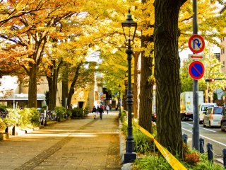 The bright yellow colors as you walk toward Yamashita Park&rsquo;s Motomachi end along Yamashita-Dori
