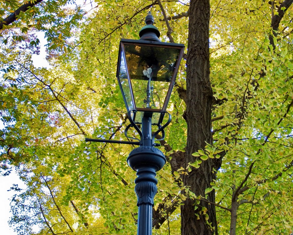 Dedaunan kuning kontras dengan lampu penerangan taman