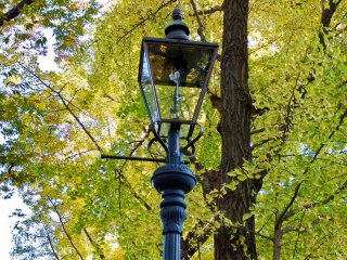 Dedaunan kuning kontras dengan lampu penerangan taman