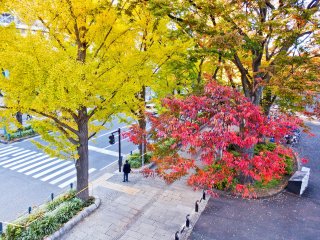 Mặc dù nổi tiếng với lá vàng rực rỡ, công viên Yamashita cũng là nơi có nhiều màu sắc đẹp khác